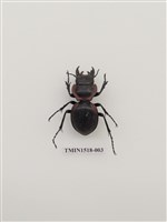 藏品(鞘翅目(四))的圖片